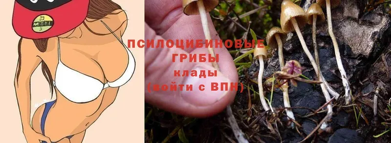 хочу наркоту  Гурьевск  Галлюциногенные грибы MAGIC MUSHROOMS 